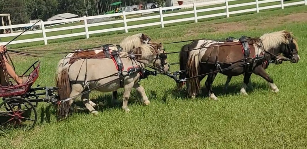 Tammy’s Plan to Use Lighthoof for Pasture Mud Management